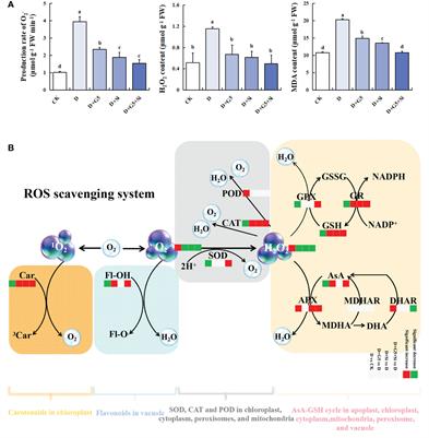 Frontiers | Comprehensive Physiological, Transcriptomic, And ...